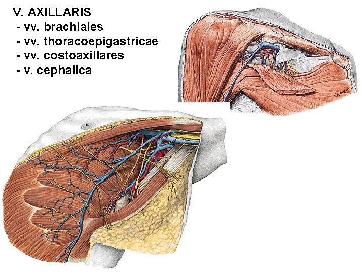 V. AXILLARIS - vv. brachiales - vv. thoracoepigastricae - vv. costoaxillares - v. cephalica