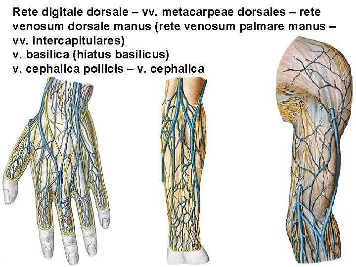 Rete digitale dorsale – vv. metacarpeae dorsales – rete venosum dorsale manus (rete venosum