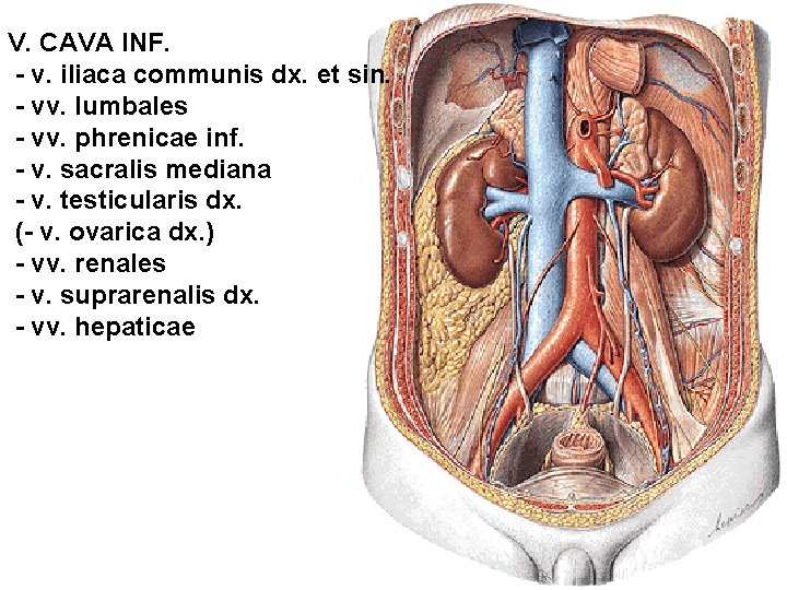 V. CAVA INF. - v. iliaca communis dx. et sin. - vv. lumbales -