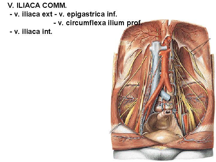 V. ILIACA COMM. - v. iliaca ext - v. epigastrica inf. - v. circumflexa