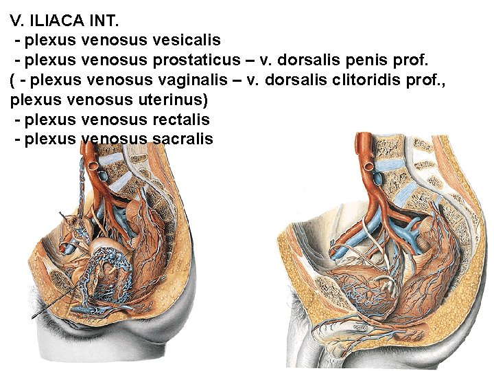 V. ILIACA INT. - plexus venosus vesicalis - plexus venosus prostaticus – v. dorsalis