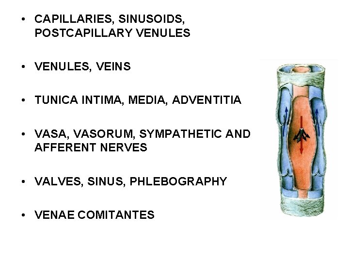  • CAPILLARIES, SINUSOIDS, POSTCAPILLARY VENULES • VENULES, VEINS • TUNICA INTIMA, MEDIA, ADVENTITIA