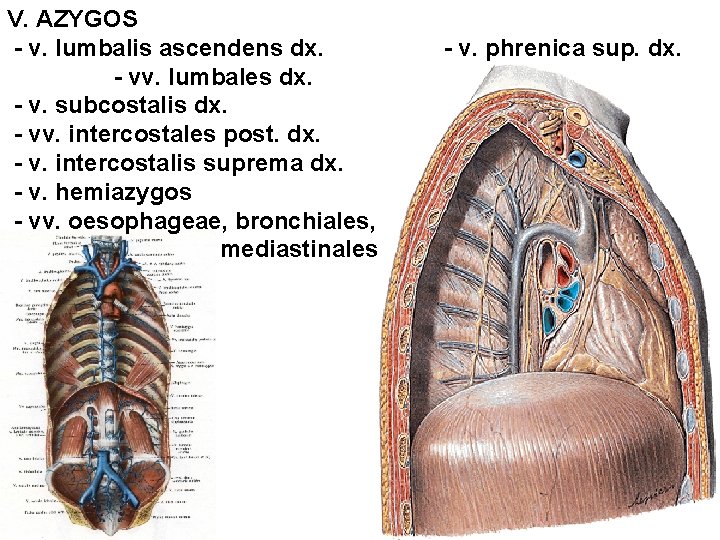 V. AZYGOS - v. lumbalis ascendens dx. - vv. lumbales dx. - v. subcostalis