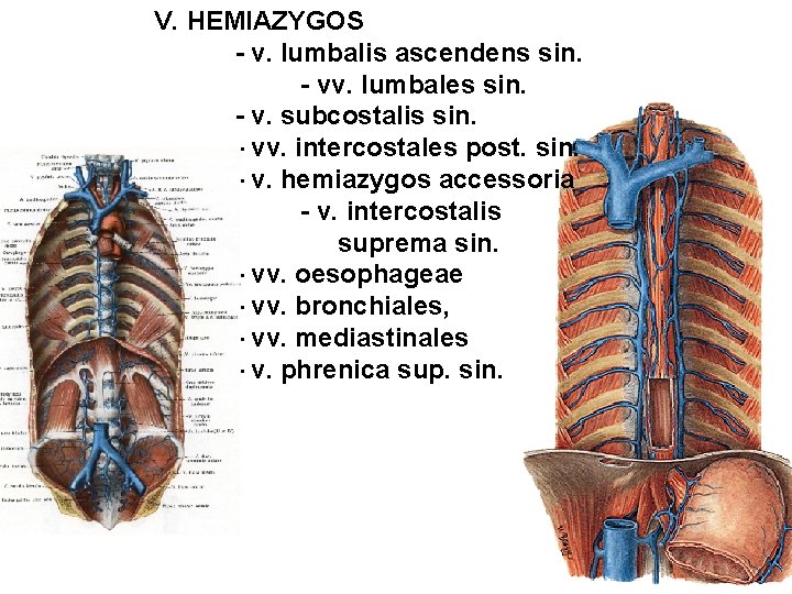 V. HEMIAZYGOS - v. lumbalis ascendens sin. - vv. lumbales sin. - v. subcostalis