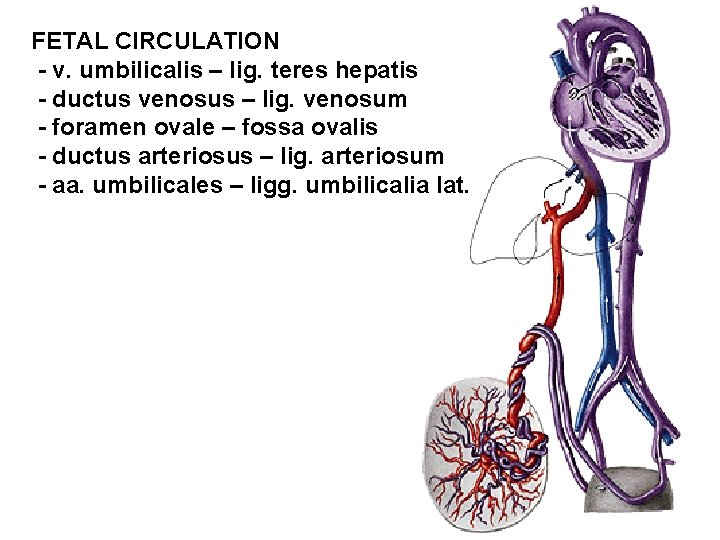 FETAL CIRCULATION - v. umbilicalis – lig. teres hepatis - ductus venosus – lig.