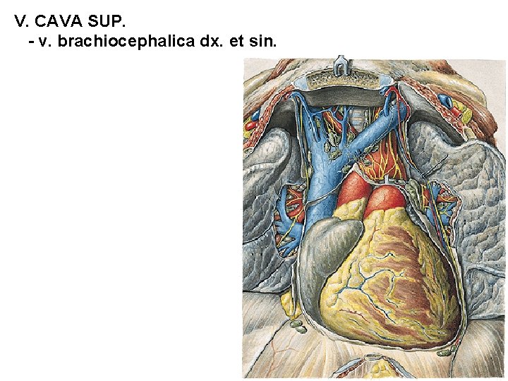 V. CAVA SUP. - v. brachiocephalica dx. et sin. 