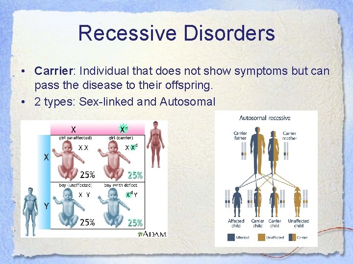 Recessive Disorders • Carrier: Individual that does not show symptoms but can pass the