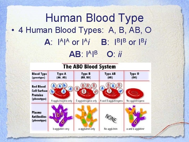 Human Blood Type • 4 Human Blood Types: A, B, AB, O A: IAIA