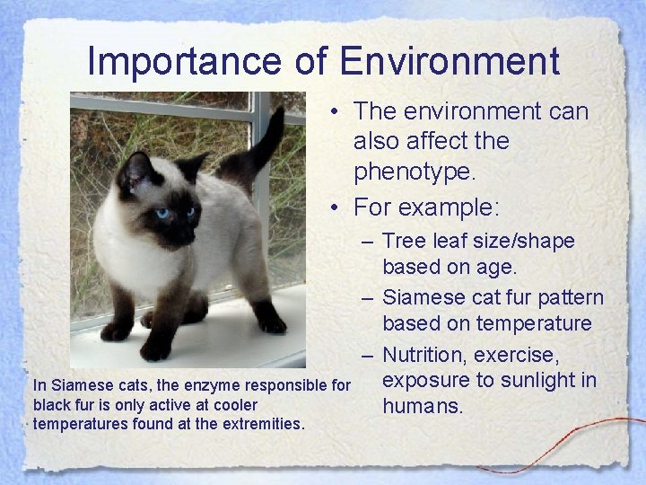 Importance of Environment • The environment can also affect the phenotype. • For example:
