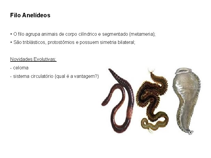 Filo Anelídeos • O filo agrupa animais de corpo cilíndrico e segmentado (metameria); •