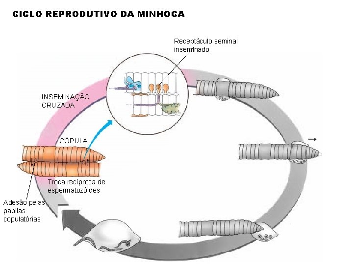 CICLO REPRODUTIVO DA MINHOCA Receptáculo seminal inseminado INSEMINAÇÃO CRUZADA CÓPULA Troca recíproca de espermatozóides