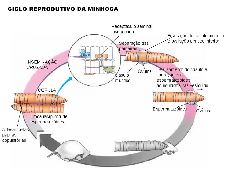 CICLO REPRODUTIVO DA MINHOCA Receptáculo seminal inseminado Separação das parceiras INSEMINAÇÃO CRUZADA Casulo mucoso