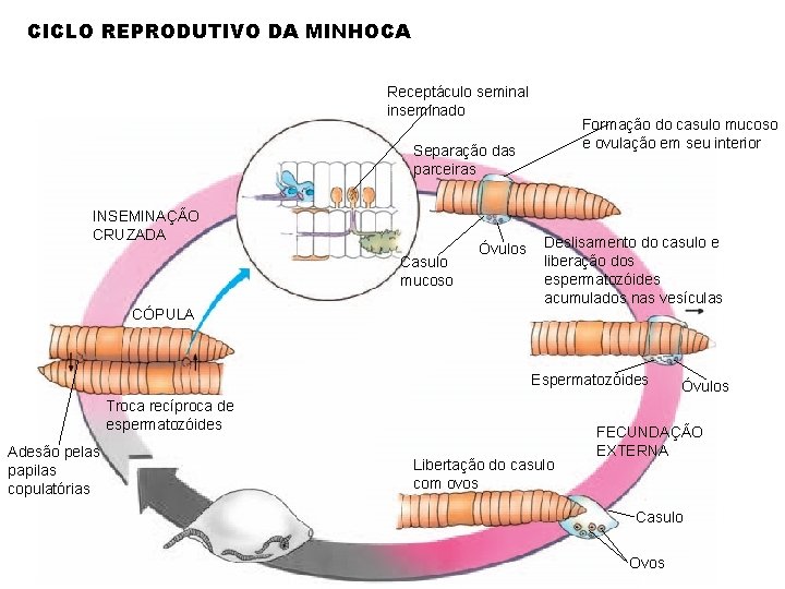 CICLO REPRODUTIVO DA MINHOCA Receptáculo seminal inseminado Formação do casulo mucoso e ovulação em
