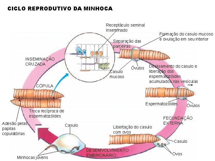 CICLO REPRODUTIVO DA MINHOCA Receptáculo seminal inseminado Formação do casulo mucoso e ovulação em