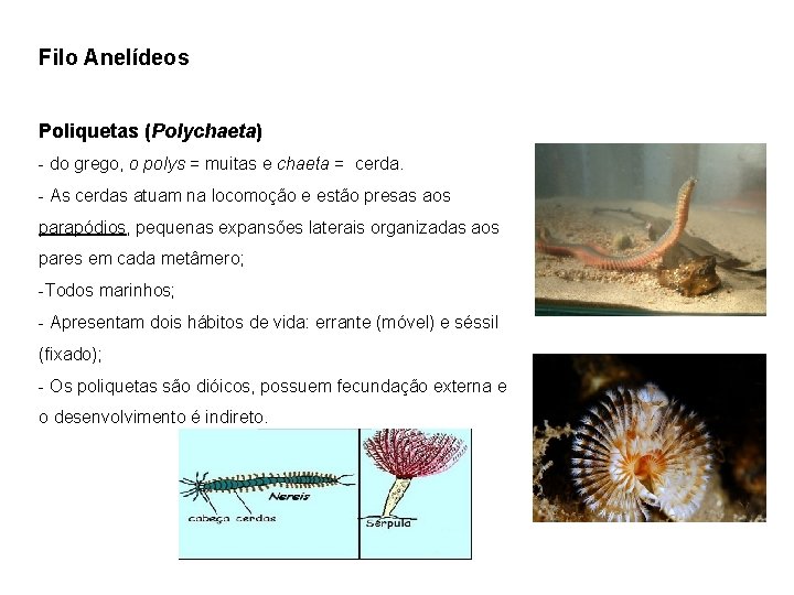 Filo Anelídeos Poliquetas (Polychaeta) - do grego, o polys = muitas e chaeta =