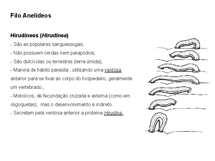 Filo Anelídeos Hirudíneos (Hirudinea) - São as populares sanguessugas; - Não possuem cerdas nem