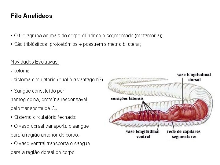 Filo Anelídeos • O filo agrupa animais de corpo cilíndrico e segmentado (metameria); •