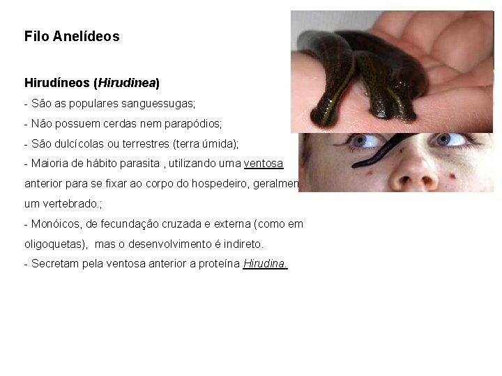 Filo Anelídeos Hirudíneos (Hirudinea) - São as populares sanguessugas; - Não possuem cerdas nem