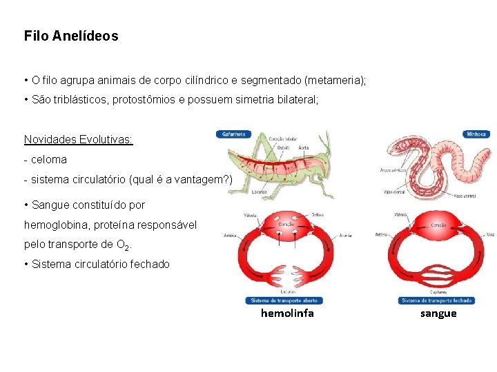 Filo Anelídeos • O filo agrupa animais de corpo cilíndrico e segmentado (metameria); •