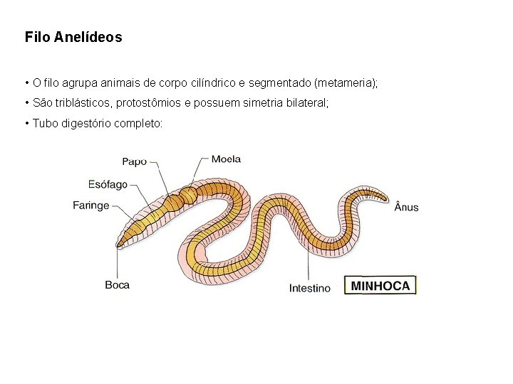 Filo Anelídeos • O filo agrupa animais de corpo cilíndrico e segmentado (metameria); •