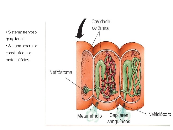  • Sistema nervoso ganglionar; • Sistema excretor constituído por metanefrídios. 