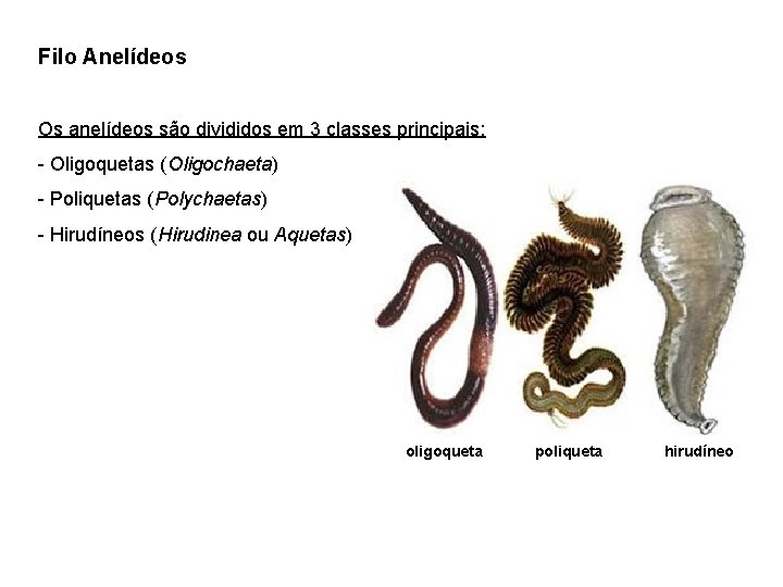 Filo Anelídeos Os anelídeos são divididos em 3 classes principais: - Oligoquetas (Oligochaeta) -