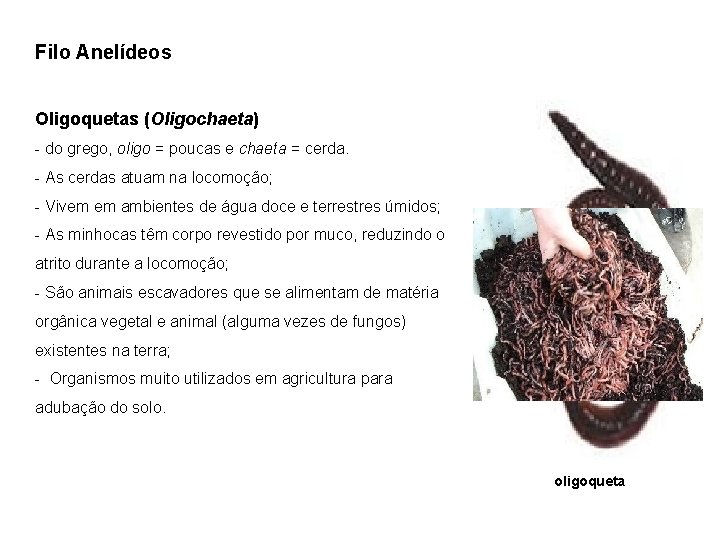 Filo Anelídeos Oligoquetas (Oligochaeta) - do grego, oligo = poucas e chaeta = cerda.