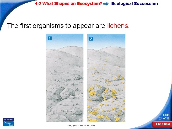 4 -2 What Shapes an Ecosystem? Ecological Succession The first organisms to appear are