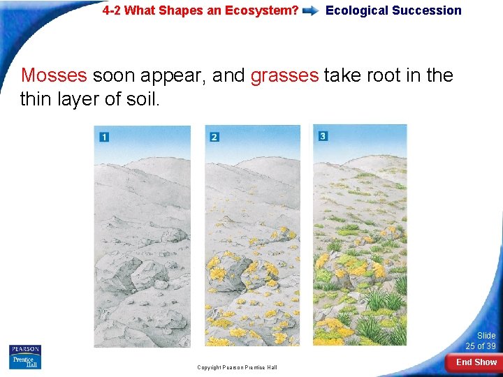 4 -2 What Shapes an Ecosystem? Ecological Succession Mosses soon appear, and grasses take