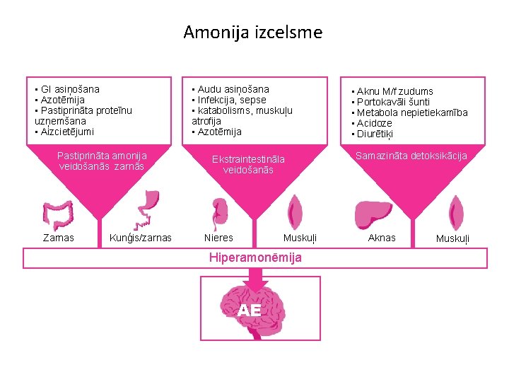 Amonija izcelsme • GI asiņošana • Azotēmija • Pastiprināta proteīnu uzņemšana • Aizcietējumi Pastiprināta