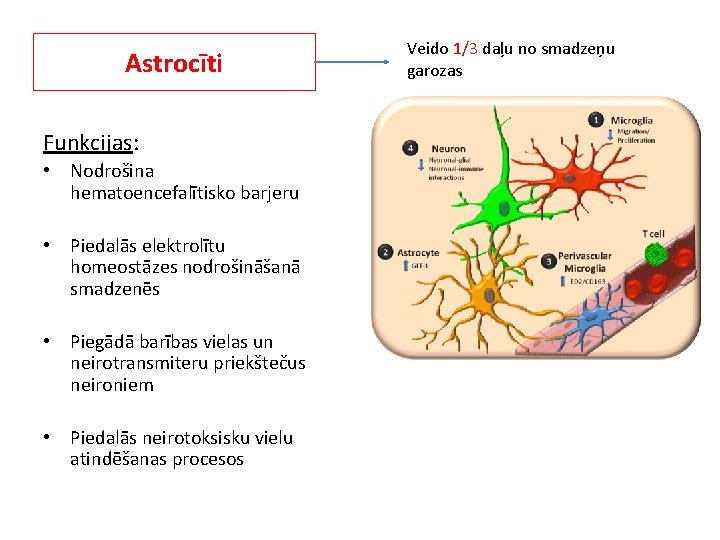Astrocīti Funkcijas: • Nodrošina hematoencefalītisko barjeru • Piedalās elektrolītu homeostāzes nodrošināšanā smadzenēs • Piegādā