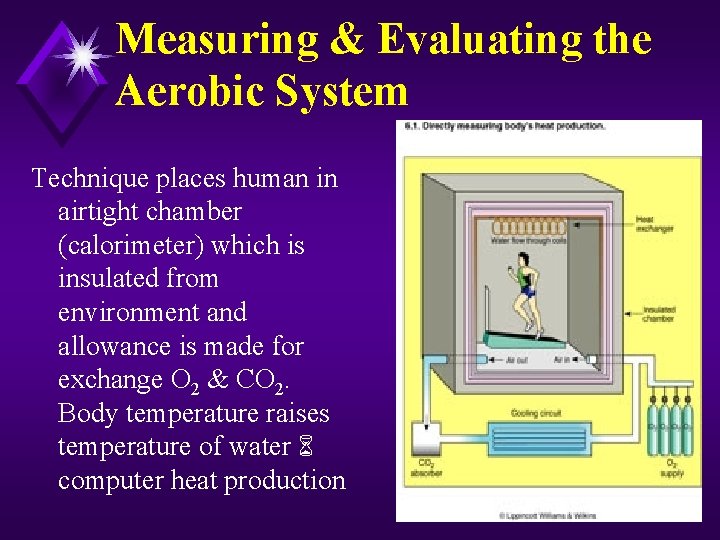 Measuring & Evaluating the Aerobic System Technique places human in airtight chamber (calorimeter) which