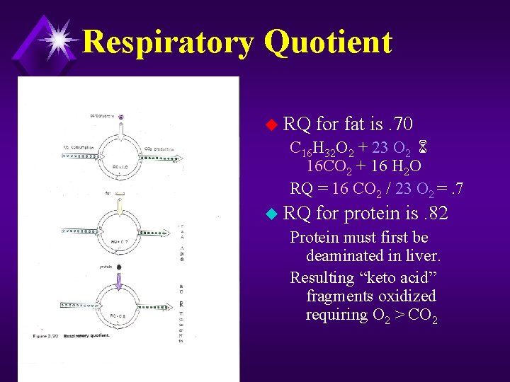 Respiratory Quotient u RQ for fat is. 70 C 16 H 32 O 2