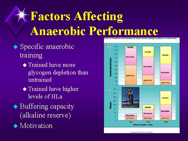 Factors Affecting Anaerobic Performance u Specific anaerobic training u Trained have more glycogen depletion