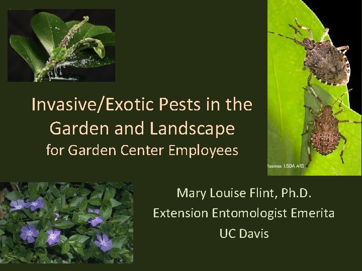 Invasive/Exotic Pests in the Garden and Landscape for Garden Center Employees Mary Louise Flint,