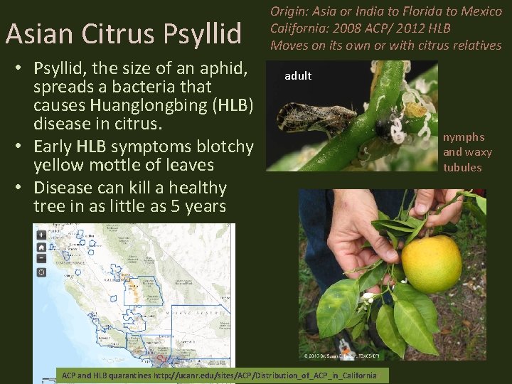 Asian Citrus Psyllid • Psyllid, the size of an aphid, spreads a bacteria that