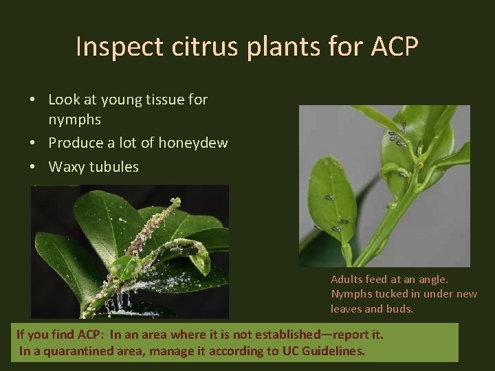 Inspect citrus plants for ACP • Look at young tissue for nymphs • Produce