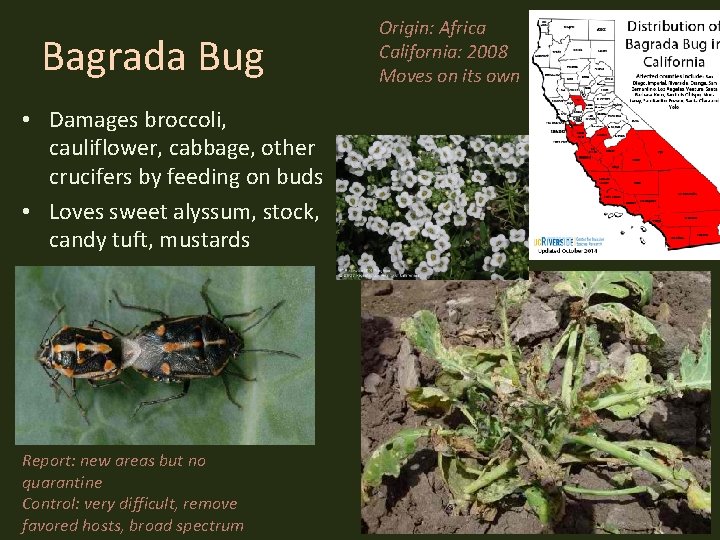 Bagrada Bug • Damages broccoli, cauliflower, cabbage, other crucifers by feeding on buds •