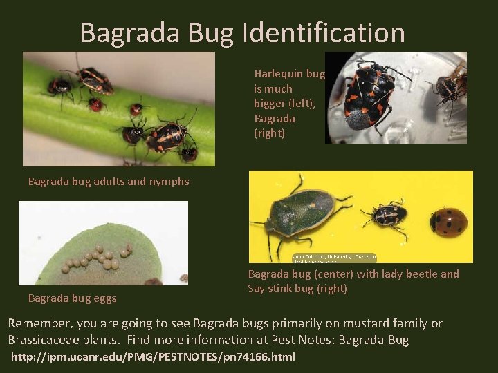 Bagrada Bug Identification Harlequin bug is much bigger (left), Bagrada (right) Bagrada bug adults