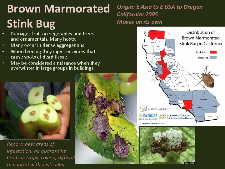  • • Brown Marmorated Stink Bug Damages fruit on vegetables and trees and