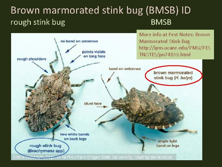 Brown marmorated stink bug (BMSB) ID rough stink bug BMSB More info at Pest