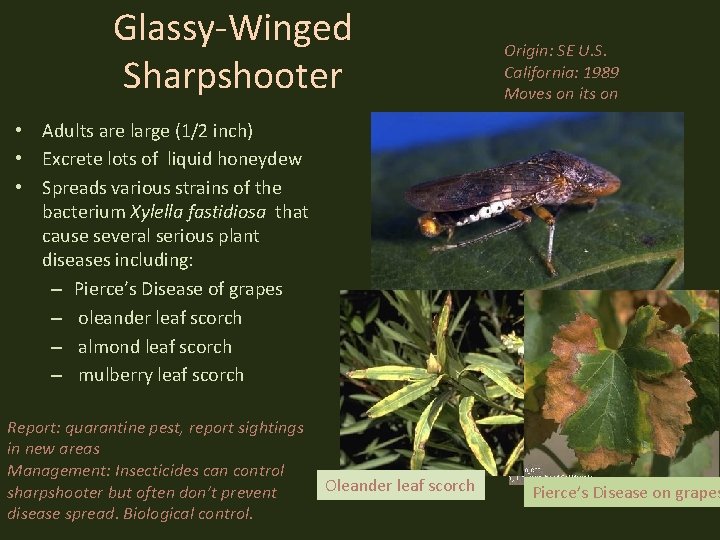 Glassy-Winged Sharpshooter Origin: SE U. S. California: 1989 Moves on its on • Adults