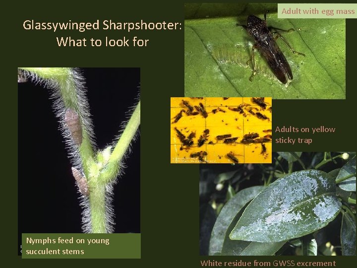 Adult with egg mass Glassywinged Sharpshooter: What to look for Adults on yellow sticky