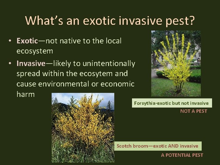 What’s an exotic invasive pest? • Exotic—not native to the local ecosystem • Invasive—likely