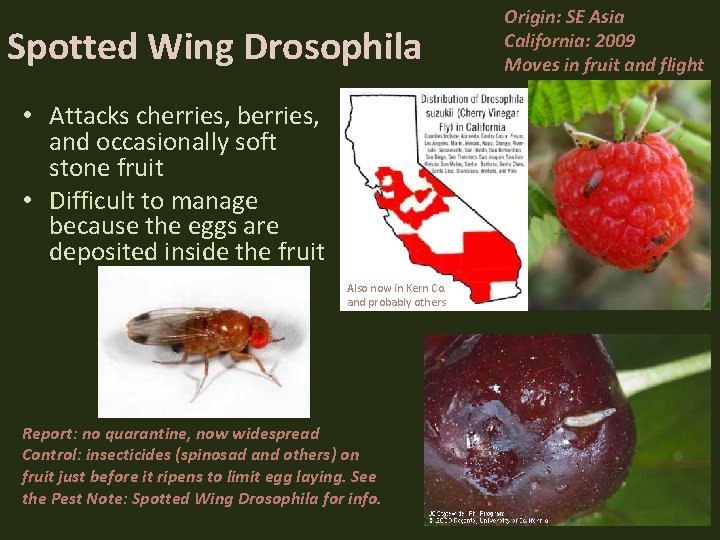 Spotted Wing Drosophila • Attacks cherries, berries, and occasionally soft stone fruit • Difficult