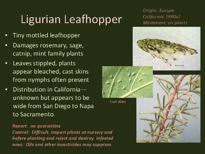 Ligurian Leafhopper • Tiny mottled leafhopper • Damages rosemary, sage, catnip, mint family plants