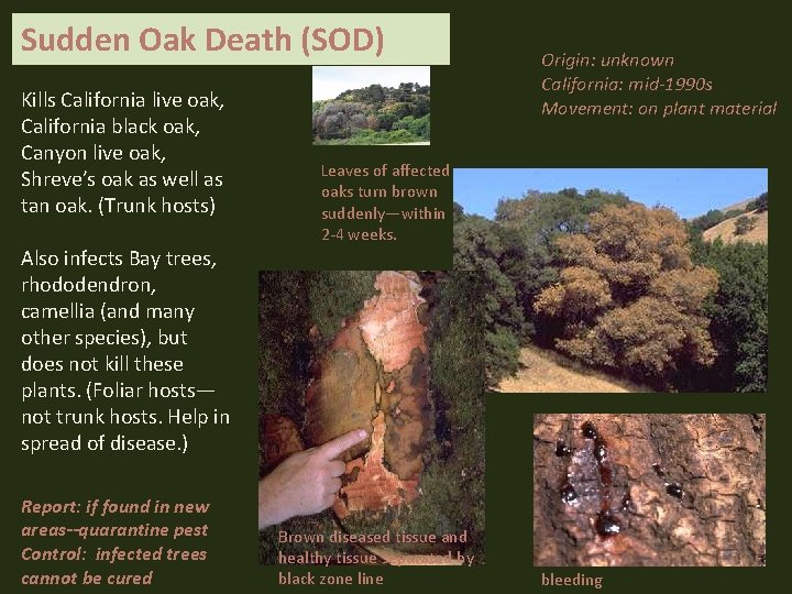 Sudden Oak Death (SOD) Kills California live oak, California black oak, Canyon live oak,