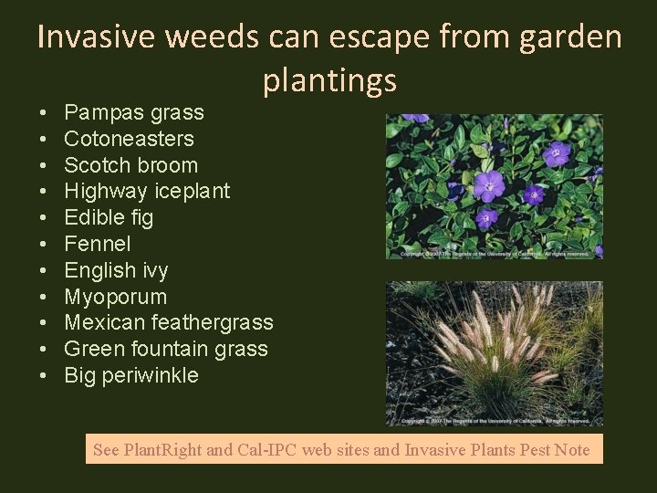 Invasive weeds can escape from garden plantings • • • Pampas grass Cotoneasters Scotch