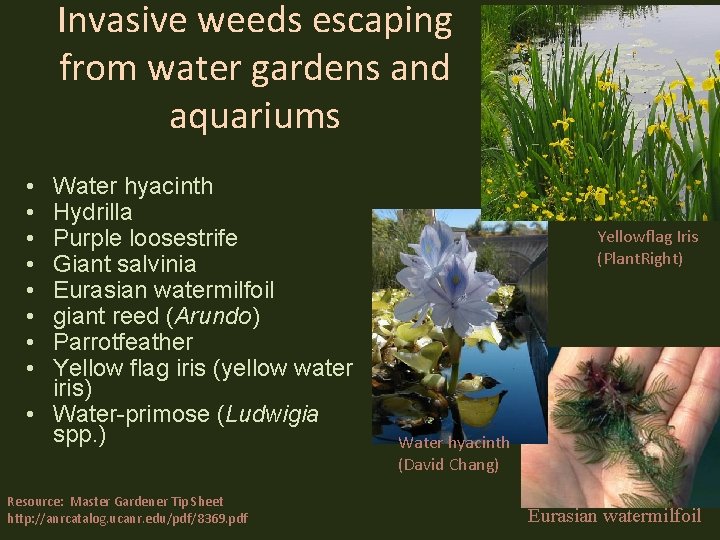 Invasive weeds escaping from water gardens and aquariums • • Water hyacinth Hydrilla Purple