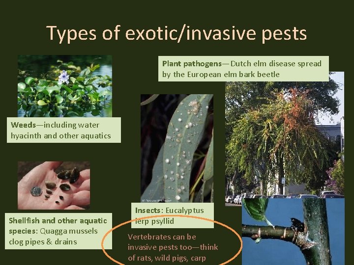 Types of exotic/invasive pests Plant pathogens—Dutch elm disease spread by the European elm bark